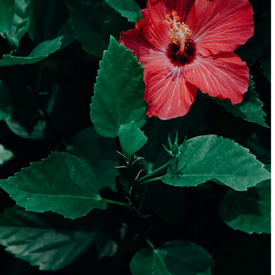 Hibiscus Medicinal Plants
